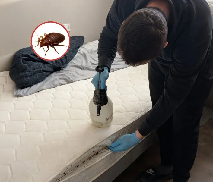 Technicien traitant un matelas contre les punaises de lit à Éragny